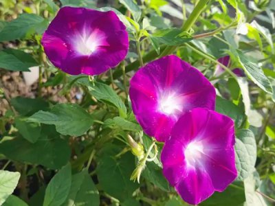 种植牵牛花养护技巧