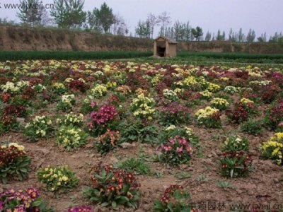 报春花什么时候播种好？