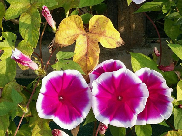 牵牛花1.jpg