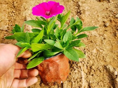 牵牛花花籽多少钱一斤？
