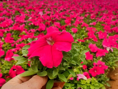 牵牛花的栽培技术和方法