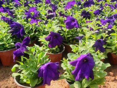 牵牛花适合种植的地区