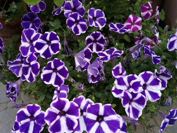 牵牛花8.jpg
