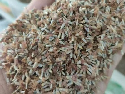 矢车菊耐寒度是多少？