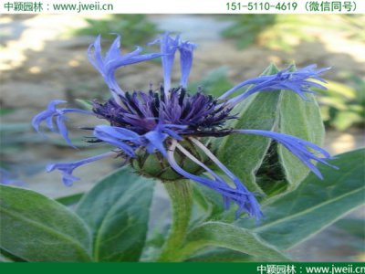 矢车菊花籽浸泡多久才能种？
