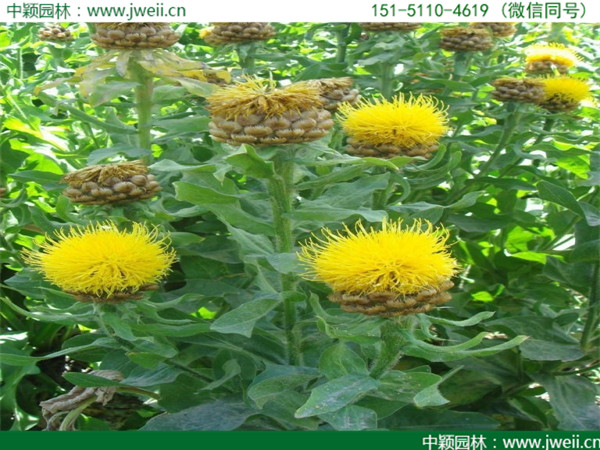 矢车菊3.jpg