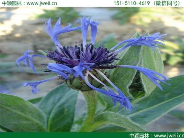 矢车菊4.jpg