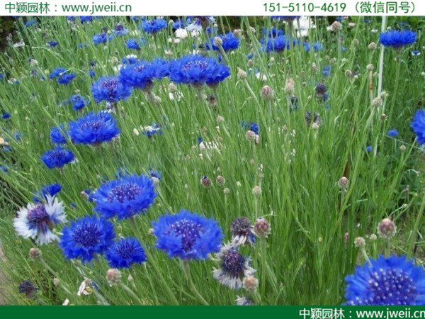 矢车菊5.jpg
