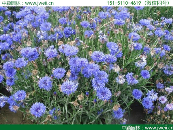矢车菊6.jpg