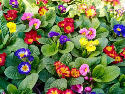 种植报春花什么时候浇水？