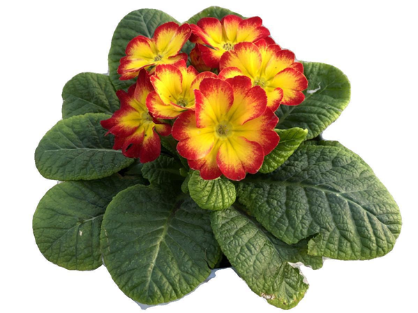 1785315896.png 报春花2.png