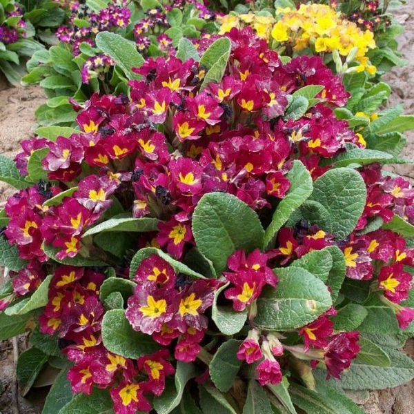 报春花12.jpg