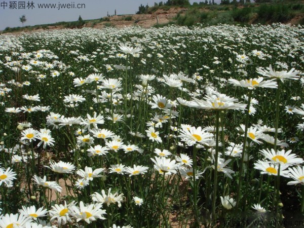 1785992471.jpg 大滨菊4.jpg