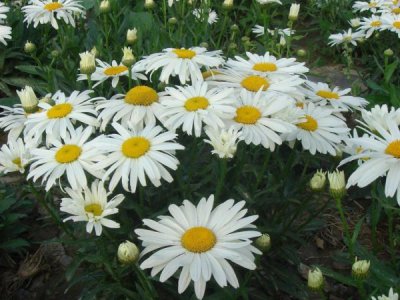 大滨菊什么季节种合适？