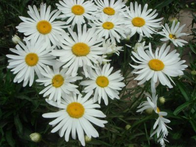 大滨菊播种后多久发芽？