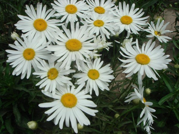 大滨菊8.jpg