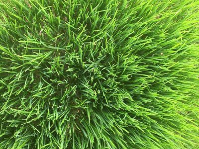 种植马尼拉草在东北可以种吗？