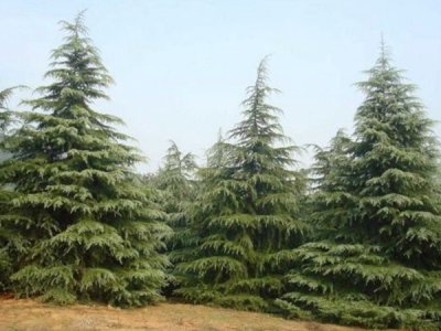 雪松什么时候栽植比较好？