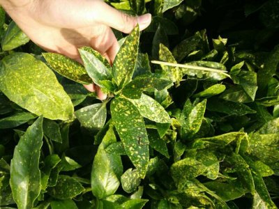 洒金珊瑚什么时候栽植比较好