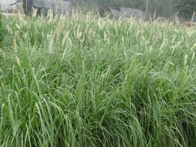 狗尾草可以在南方种植吗？