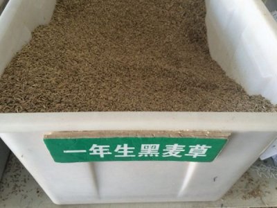 一年生黑麦草介绍