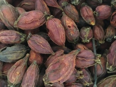 栀子花种子什么时间成熟？