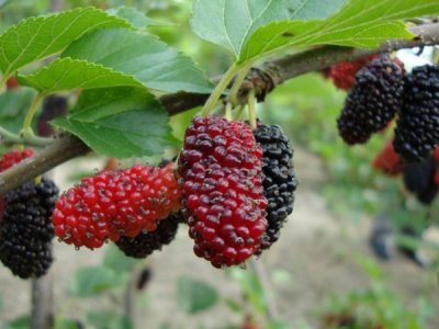 桑树什么时候栽植比较好