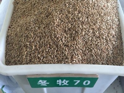 冬牧70黑麦草种子图片