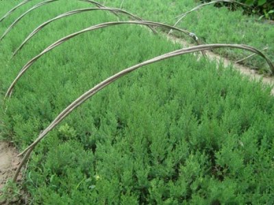 圆柏的栽植方法