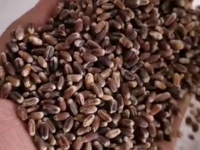 哪里能买到优质高产黑小麦种子？