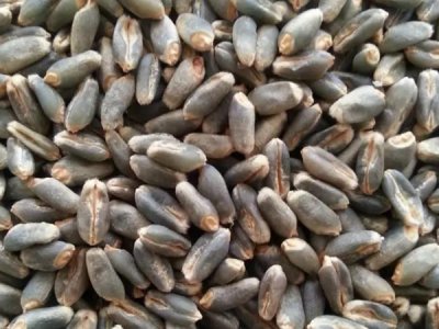 黑小麦种子多少钱一斤？