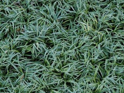 麦冬草和玉龙草的寓意是什么？
