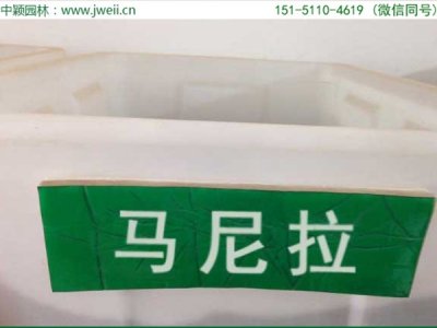 马尼拉草坪种子，有什么特点？