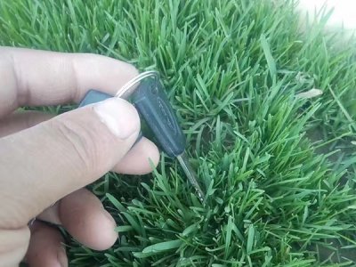 马尼拉可以和黑麦草混播吗？