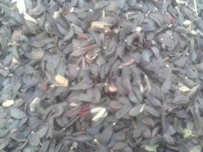 优质的苦荬菜种子是什么价格？