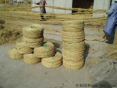 冬天为什么在树上绑草绳？