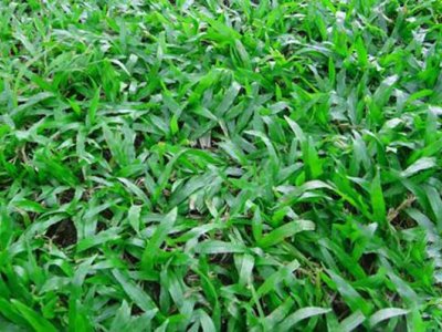 大叶油草观赏特点是什么？