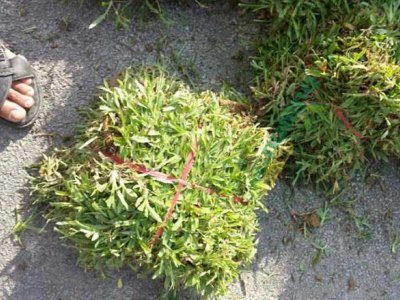 大叶油草哪里有卖？