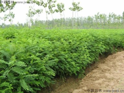 市场上最便宜的紫穗槐在哪里？