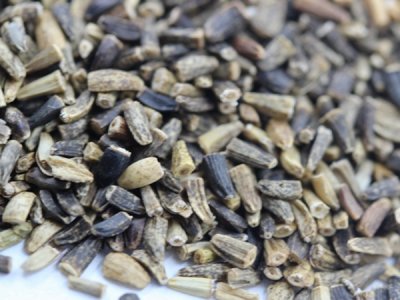 菊苣牧草种子价格是多少？
