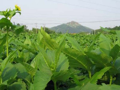 串叶松香草都有哪些妙处？