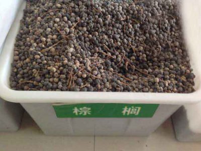 棕榈种子市场价多少钱一斤？