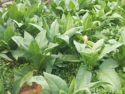 四川可以种植苦荬菜吗？