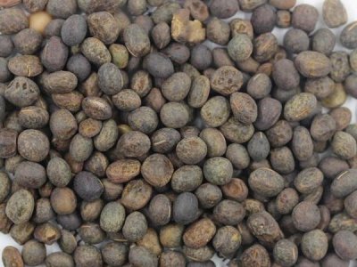 毛苕子种子什么时候播种最好？