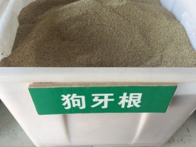 狗牙根混合种植足球场草坪好吗？