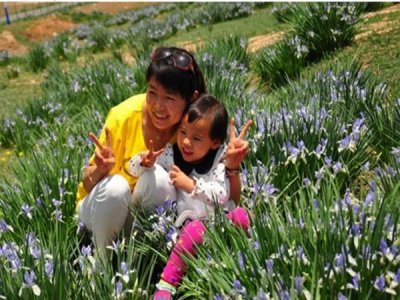 马兰花被称为什么之花