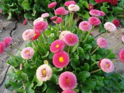 雏菊的花语是什么？