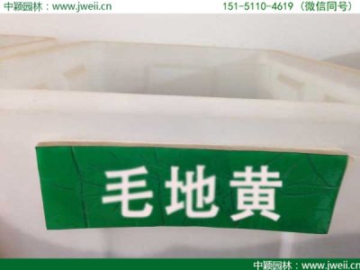 毛地黄冬天枯萎吗？
