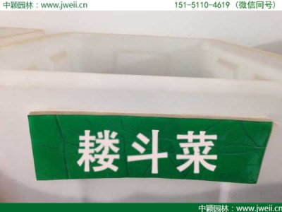 耧斗菜可以地栽吗？
