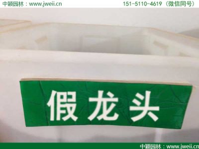 假龙头可以越冬吗？